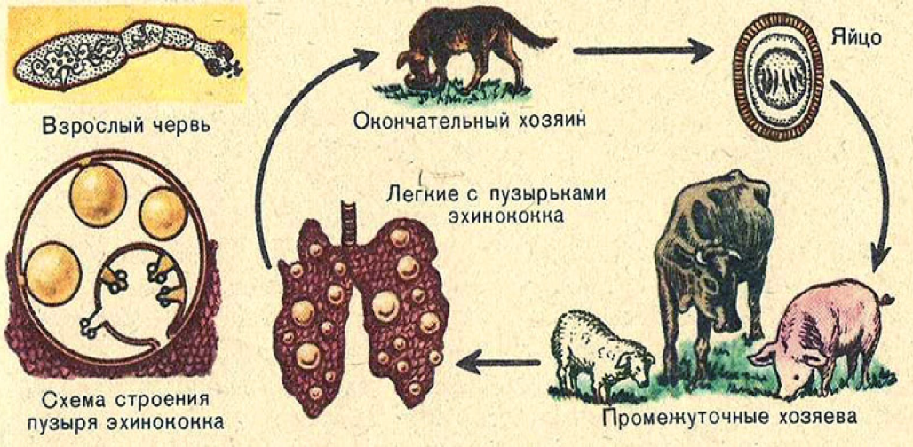 Стадия жизненного цикла червя. ЦИК развития эхинококкоз. Цикл развития эхиноуокк. Цикл размножения эхинококка. Жизненный цикл печеночного эхинококка.